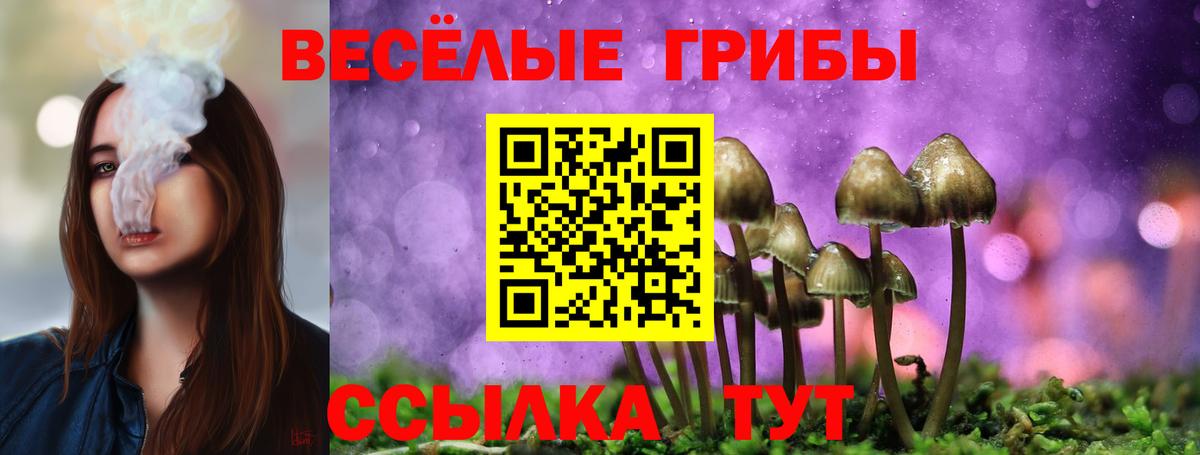 Ногинск  Псилоцибиновые грибы Psilocybe  купить  сайты  Вход с VPN  Галлюциногенные грибы Psilocybine cubensis 